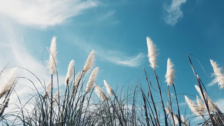 imagen de unas plantas y un cielo azul para tener un buen aire