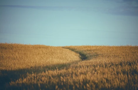 campo de trigo donde se puede ver EL IMPACTO DE LOS PRODUCTOS DE LIMPIEZA