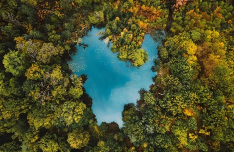 imagen de un bosque reflejo del bien de los productos ecológicos